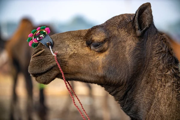 Cammelli Alla Fiera Pushkar Chiamata Anche Fiera Del Cammello Pushkar — Foto Stock