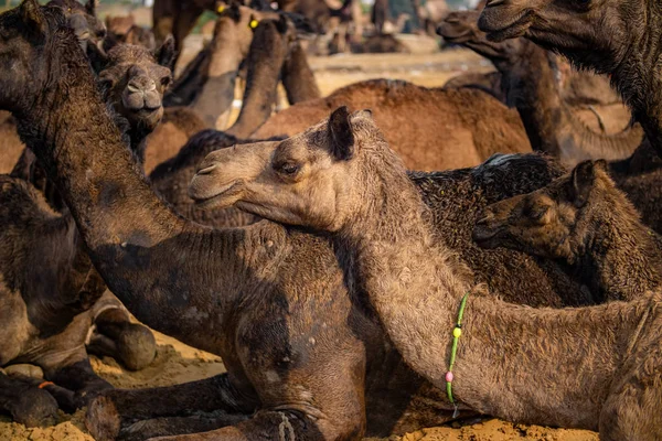 Cammelli Alla Fiera Pushkar Chiamata Anche Fiera Del Cammello Pushkar — Foto Stock