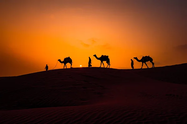 Верблюды Водители Верблюдов Закате Тар Пустыня Закате Jaisalmer Раджастан Индия — стоковое фото