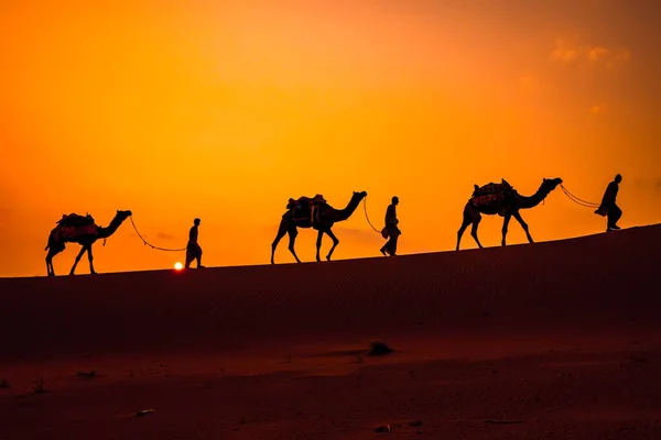 Cameleers Kameltreiber Bei Sonnenuntergang Thar Wüste Bei Sonnenuntergang Jaisalmer Rajasthan — Stockfoto