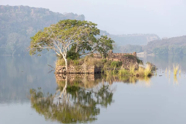 Jungle India Ranthambore National Park Rajasthan India Beautiful Nature India — Stock Photo, Image