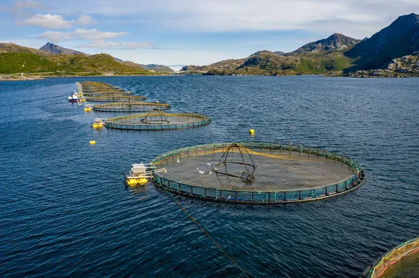 Farm Salmon Fishing Norway Norway Biggest Producer Farmed Salmon World — Stock Photo, Image