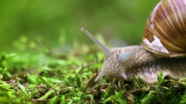 Helix pomatia ayrıca Romalı salyangoz, Burgundy salyangozu, yenilebilir salyangoz veya salyangoz, Helicidae familyasından bir karasal pulmonat yumuşakçasıdır..