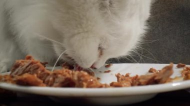 Kedi Kedi maması yiyor.