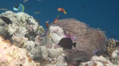 Konik tuzlu su balığı, palyaço balığı - Maldivler 'deki mercan resifi, Anemonish