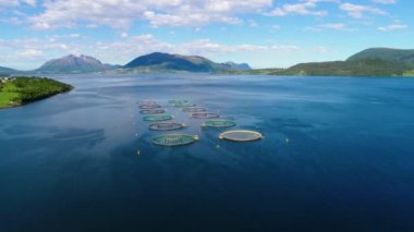 Norveç 'te somon balıkçılığının hava görüntüleri