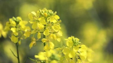Hardal çiçekleri. Mutluluk ve sağlığın hardal mistik çiçeği.