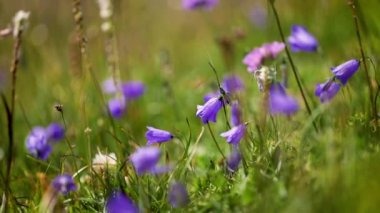 BlueBell 'in Alp çiçeklerinin soyut arka planı. Yavaş çekimde sığ alan derinliğine sahip video