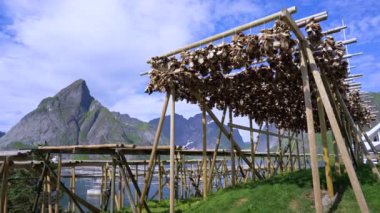 Lofoten adalarında balık kafaları kuruyor.