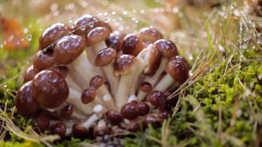 Yağmurda güneşli bir ormanda ballı mantar mantarı. Bal mantarı Ukrayna, Rusya, Polonya, Almanya ve diğer Avrupa ülkelerinde en iyi yabani mantarlardan biri olarak kabul edilir..