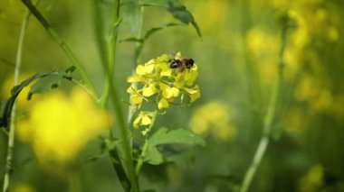 Arı, hardal tohumu çiçeğinden nektar toplar..