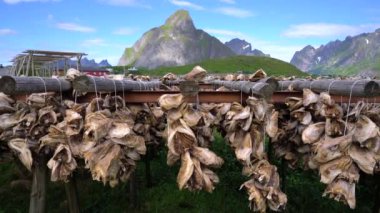 Lofoten adalarında balık kafaları kuruyor.