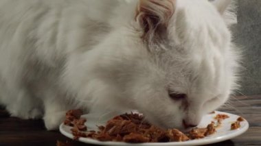 Kedi Kedi maması yiyor.