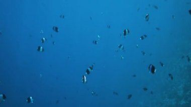 Başçavuş (balık) - çeşitli sert ve yumuşak mercanlar ve tropikal balıklar içeren resif. Maldivler 'deki mercan resifi (Abudefduf saxatilis).