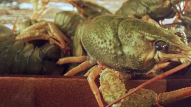 Ahşap bir masanın üzerinde canlı bir kerevit.