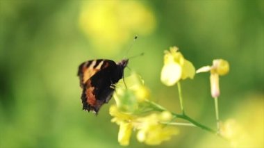 Kelebek bir çiçeğe yavaş çekimde yaklaşır.