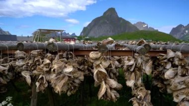 Lofoten Adaları Norveç 'te balık kafaları kuruyor
