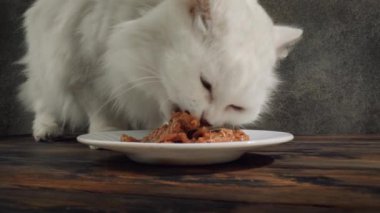 Kedi Kedi maması yiyor.