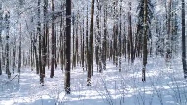 Karlı ormanda ağaçların arasında uçarken.