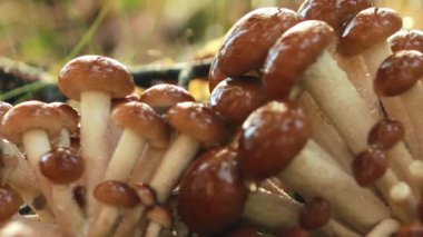 Yağmurda güneşli bir ormanda ballı mantar mantarı. Bal mantarı Ukrayna, Rusya, Polonya, Almanya ve diğer Avrupa ülkelerinde en iyi yabani mantarlardan biri olarak kabul edilir..