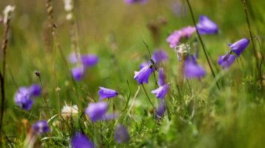 BlueBell 'in Alp çiçeklerinin soyut arka planı. Yavaş çekimde sığ alan derinliğine sahip video