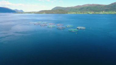 Norveç 'te balıkçılık yapan çiftlik somonu. Hava FPV İHA uçuşları.