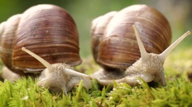 Helix pomatia ayrıca Romalı salyangoz, Burgundy salyangozu, yenilebilir salyangoz veya salyangoz, Helicidae familyasından bir karasal pulmonat yumuşakçasıdır..