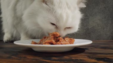 Kedi Kedi maması yiyor.
