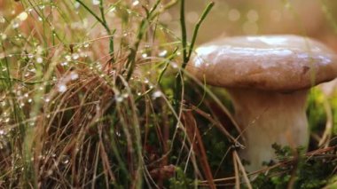 Yağmurda güneşli bir ormanda mantar mantarı. Boletus, mantar üreten bir mantar cinsidir ve 100 'den fazla tür içerir..