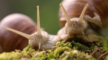 Helix pomatia ayrıca Romalı salyangoz, Burgundy salyangozu, yenilebilir salyangoz veya salyangoz, Helicidae familyasından bir karasal pulmonat yumuşakçasıdır..
