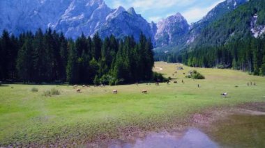 Atlar yeşil alanda otlar. Lago di Fusine Gölü İtalya Alpleri. Hava FPV İHA uçuşları.