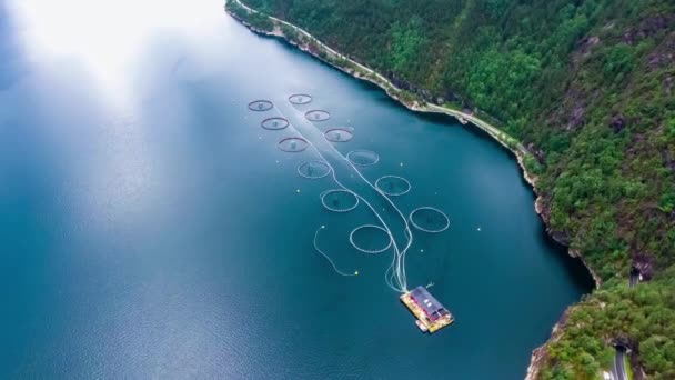 Luftaufnahmen Lachsfischerei in Norwegen — Stockvideo