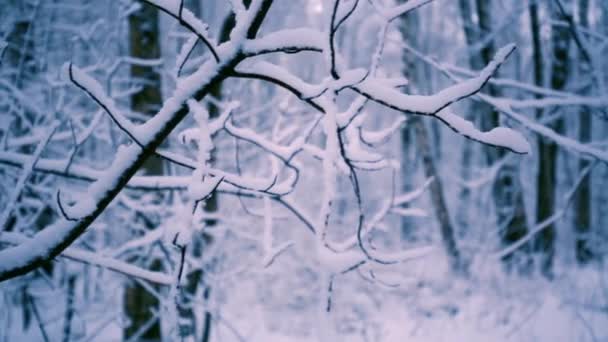 Snöiga grenar i skogen. — Stockvideo