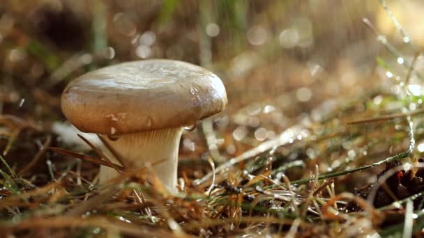 Houba Boletus v slunečném lese v dešti. Boletus je rod hub produkujících houby, zahrnující více než 100 druhů. — Stock video