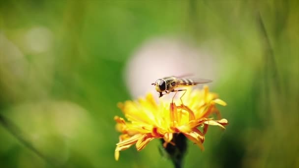 Wasp collects nectar from flower crepis alpina slow motion. — Stock Video