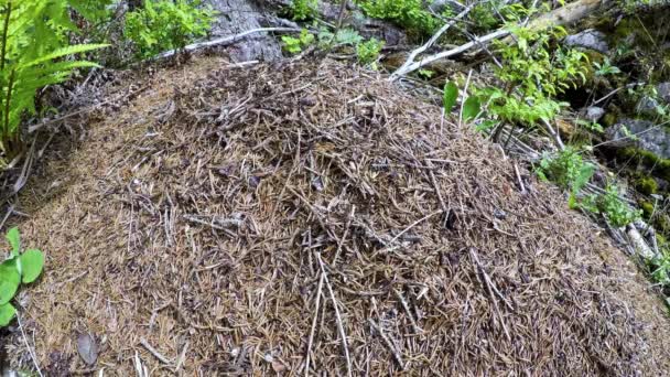 Timelapse Cerro de hormigas silvestres en el bosque  . — Vídeo de stock