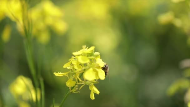 Bee collects nectar from mustard rapeseed flower slow motion. — Stock Video