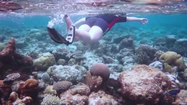 Snorkeler beyin mercanı boyunca dalıyor. Maldivlerdeki mercan kayalıkları — Stok video