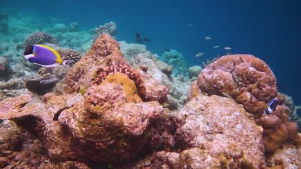 Риф с разнообразием твердых и мягких кораллов и тропических рыб. Мальдивский Индийский океан . — стоковое видео