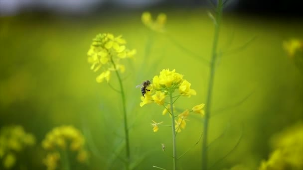 Бджола збирає нектар з гірчиці ріпаку квітка повільний рух . — стокове відео