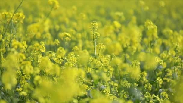 Hořčičné květiny. Hořčičná mystická květina štěstí a zdraví. — Stock video