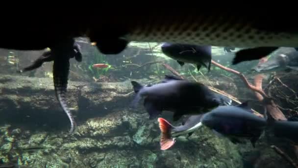 Fütterung von Fisch Ozeanarium Meer — Stockvideo