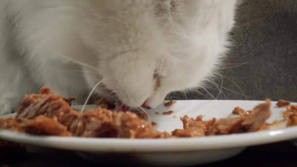 Gato come comida de gato — Vídeo de Stock