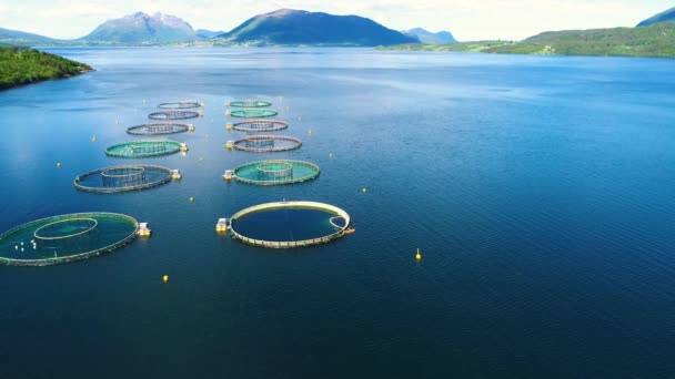 Images aériennes Pêche au saumon d'élevage en Norvège. Vols aériens de drones FPV . — Video