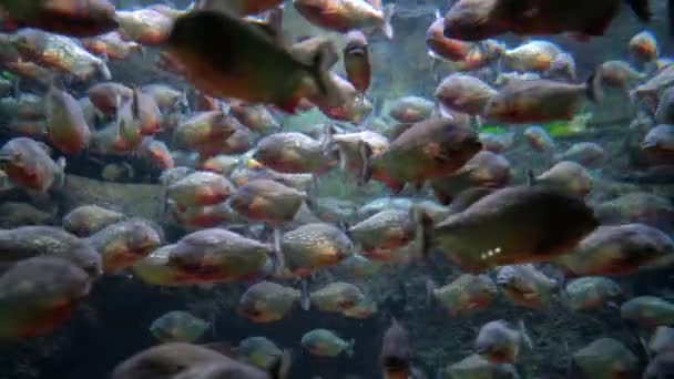 Piranha (Colossoma macropomum) in een aquarium — Stockvideo