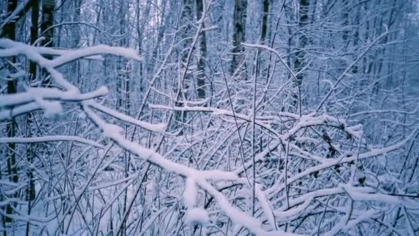 Sneeuwtakken in het bos. — Stockvideo