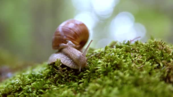 Helix pomatiaまた、ローマのカタツムリ、ブルゴーニュカタツムリ、食用カタツムリやエスカルゴは、家族の中で大規模な、食用、空気呼吸土地カタツムリ、陸上のプルモンテの胃の軟体動物の種です。. — ストック動画