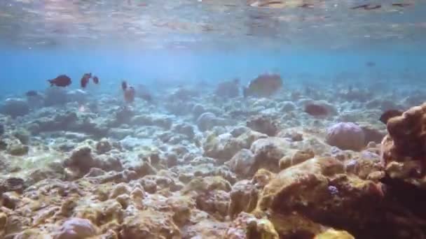 Récif avec une variété de coraux durs et mous et de poissons tropicaux. Maldives Océan Indien . — Video