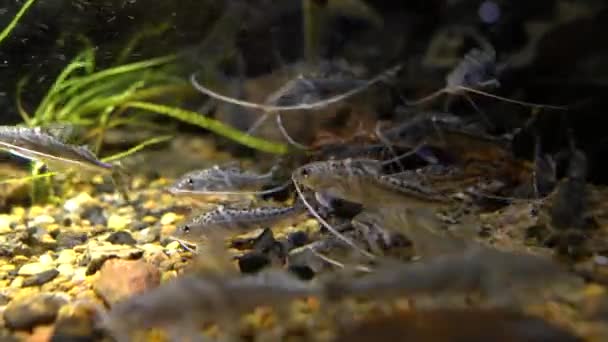 Pictus Catfish, (Pimelodus pictus) subaquático — Vídeo de Stock