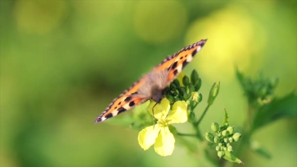Mariposa primer plano en una flor en cámara lenta — Vídeo de stock